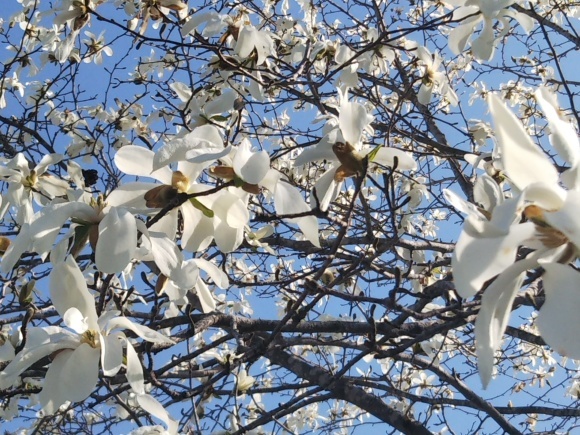 桜とエゾエンゴサク、木蓮?こぶし?_f0316507_15203445.jpg