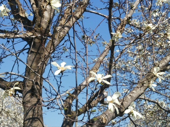 桜とエゾエンゴサク、木蓮?こぶし?_f0316507_15204499.jpg