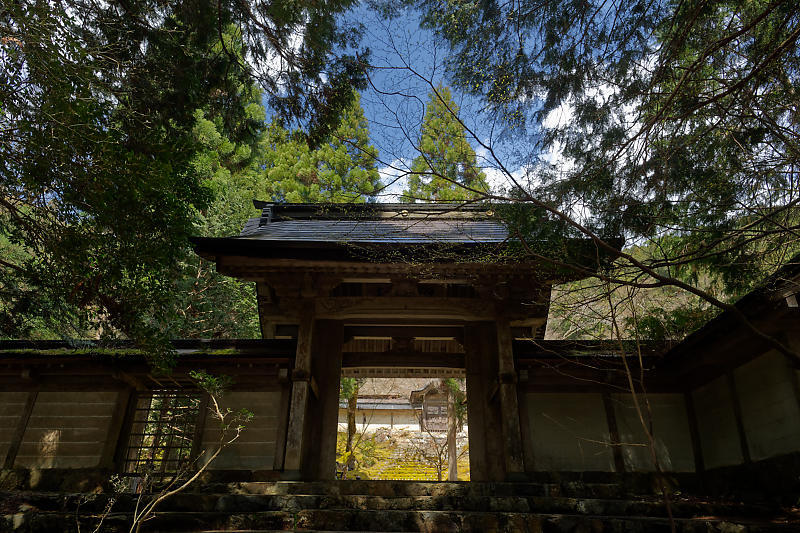 桜巡り2019＠京北　常照皇寺_f0032011_15040503.jpg