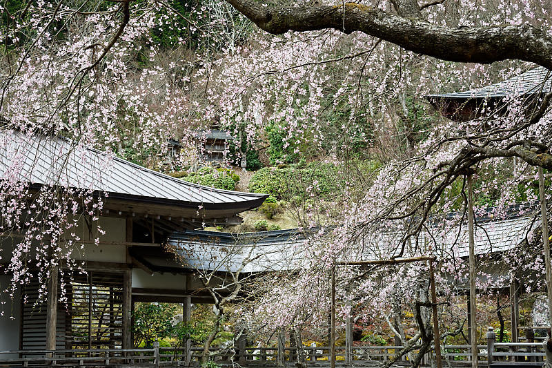 桜巡り2019＠京北　常照皇寺_f0032011_15040548.jpg