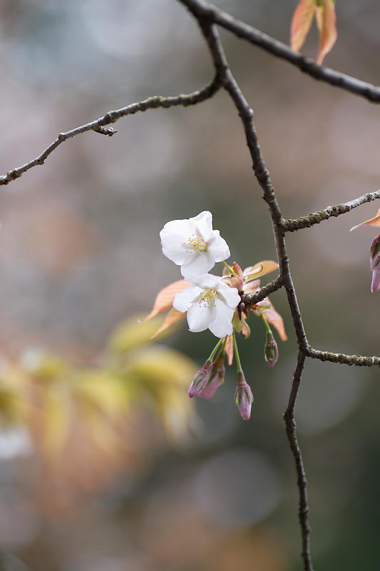 桜巡り2019＠京北　常照皇寺_f0032011_15040571.jpg