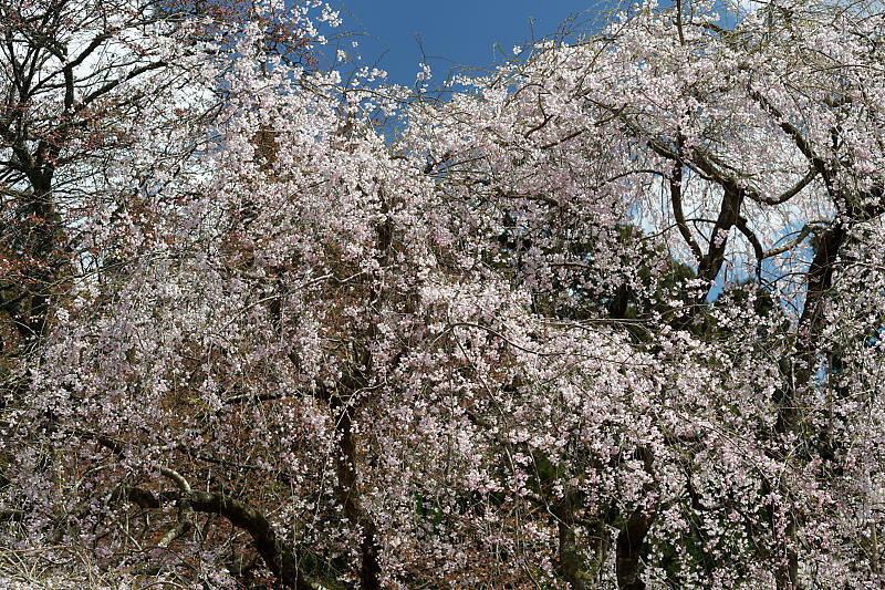 桜巡り2019＠京北　常照皇寺_f0032011_15040621.jpg