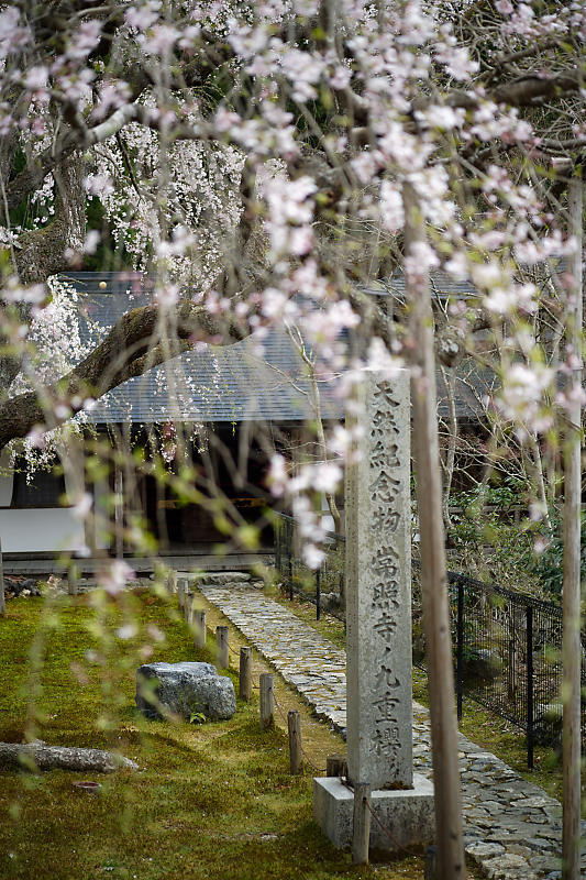 桜巡り2019＠京北　常照皇寺_f0032011_15040647.jpg