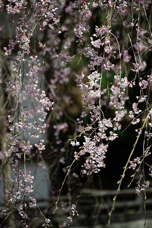 桜巡り2019＠京北　常照皇寺_f0032011_15040675.jpg