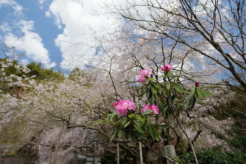 桜巡り2019＠京北　常照皇寺_f0032011_15040678.jpg