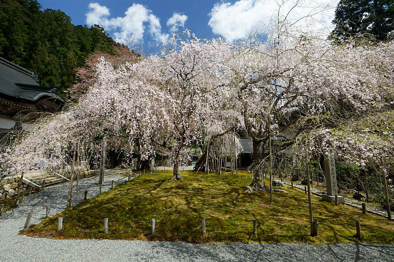 桜巡り2019＠京北　常照皇寺_f0032011_15040693.jpg