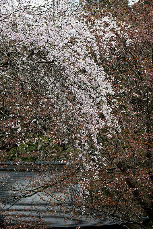 桜巡り2019＠京北　常照皇寺_f0032011_15040753.jpg