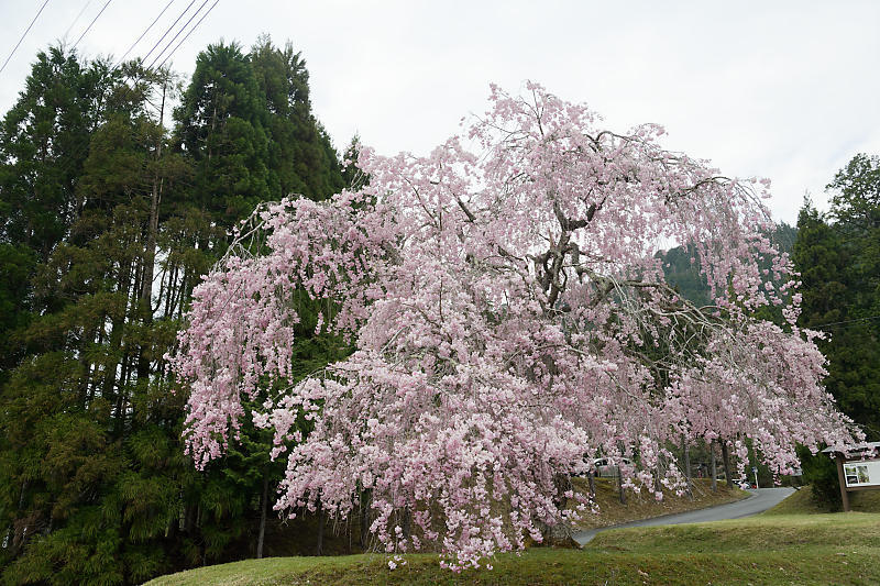 桜巡り2019＠京北　常照皇寺_f0032011_15061728.jpg