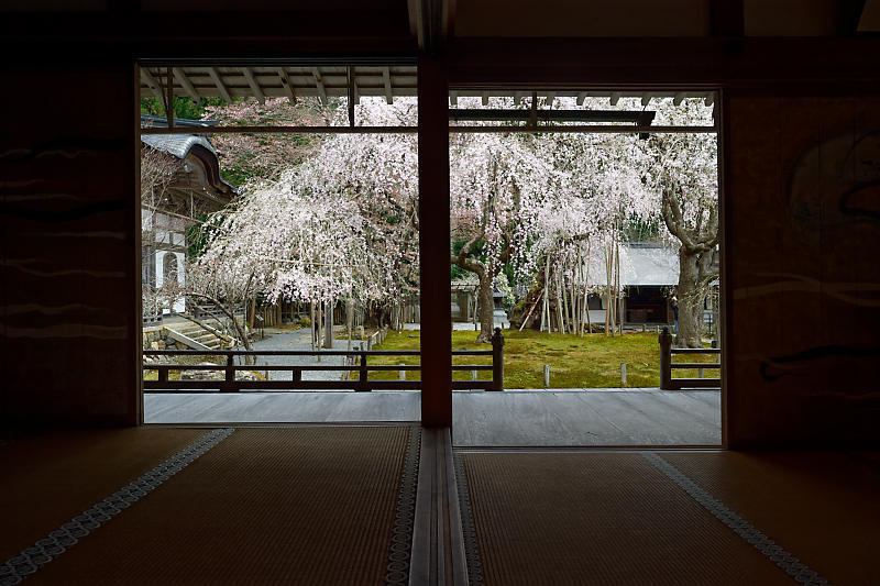 桜巡り2019＠京北　常照皇寺_f0032011_15061754.jpg