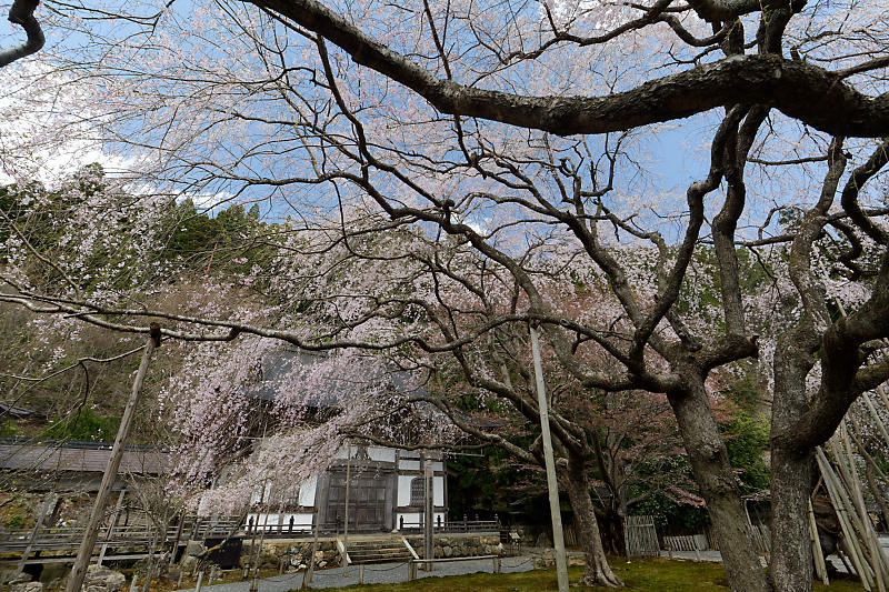 桜巡り2019＠京北　常照皇寺_f0032011_15090722.jpg