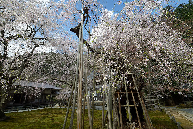 桜巡り2019＠京北　常照皇寺_f0032011_15281038.jpg