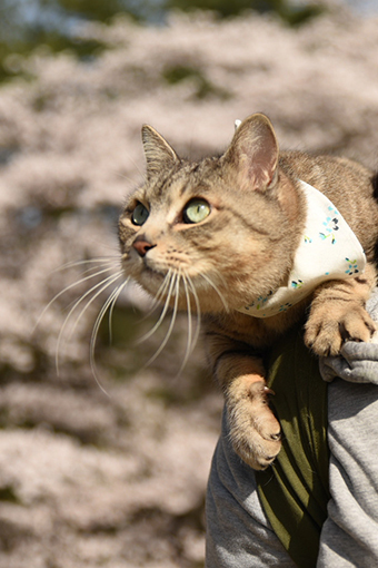 サクラふぶきと展望台・2019桜_b0259218_03380056.jpg
