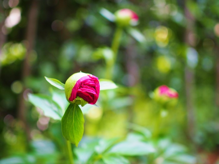 半日陰の庭の花など_d0377618_16423965.jpg