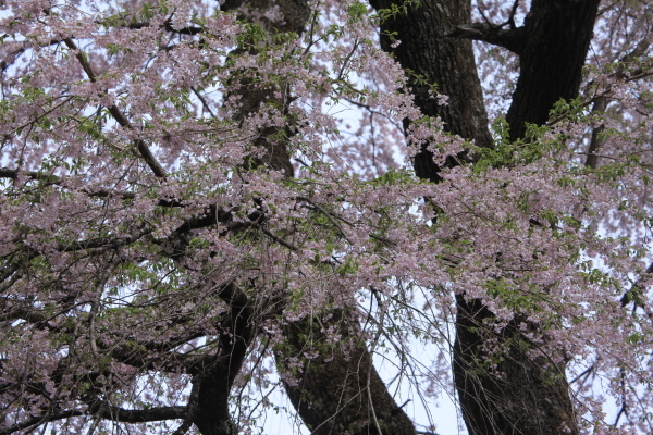 ～　里山の桜と新緑　～_e0242721_08162122.jpg