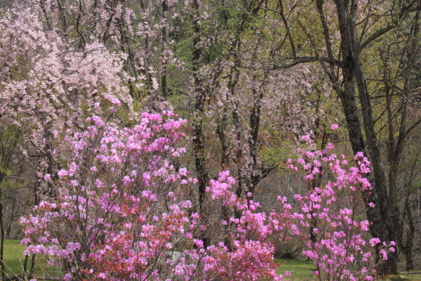 ～　里山の桜と新緑　～_e0242721_08182401.jpg