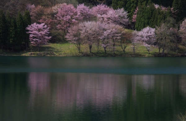 ～　里山の桜と新緑　～_e0242721_08202408.jpg