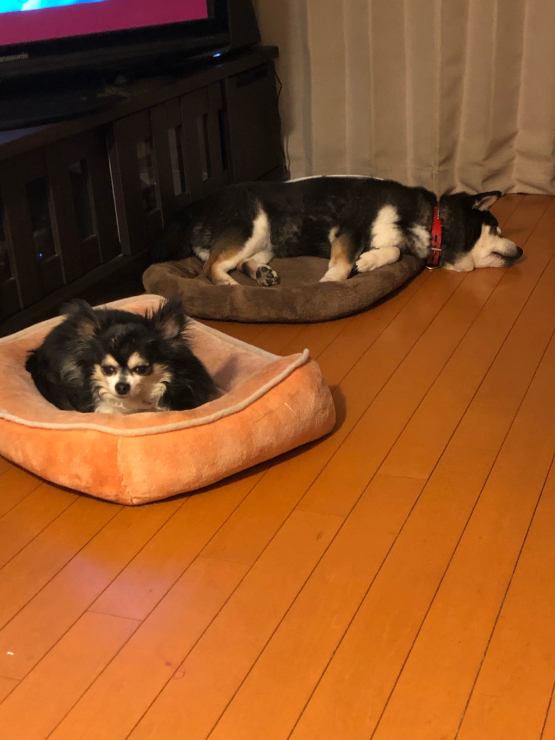 我が家の犬は枕が必要(笑)!?_b0317723_19003099.jpg