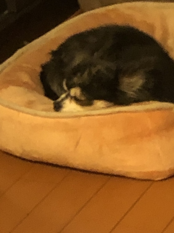 我が家の犬は枕が必要(笑)!?_b0317723_19063913.jpeg