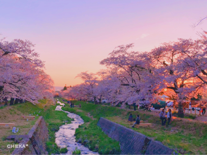 桜舞い散る  夕暮れの観音寺川_c0229025_05592033.jpg