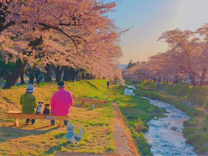 桜舞い散る  夕暮れの観音寺川_c0229025_05592296.jpg