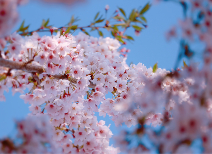 桜舞い散る  夕暮れの観音寺川_c0229025_05592473.jpg