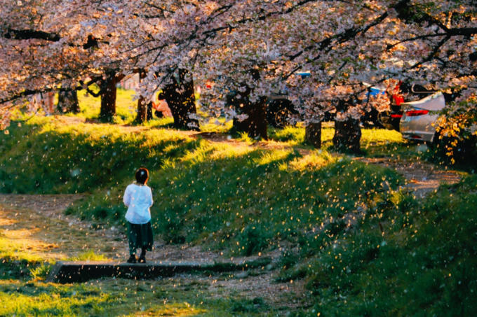 桜舞い散る  夕暮れの観音寺川_c0229025_05594068.jpg