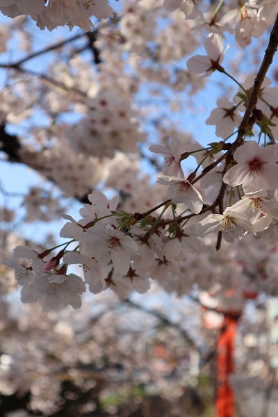 京都の春④桜、桜、桜_f0354730_22034163.jpg