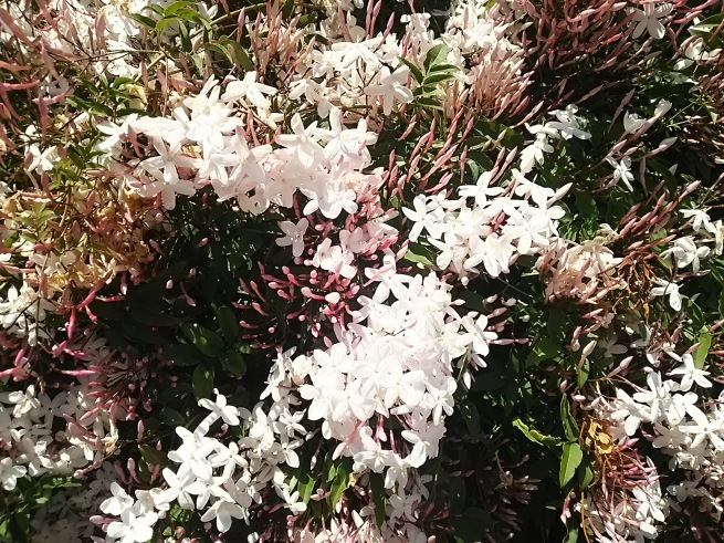 新緑の季節_c0076939_00080625.jpg