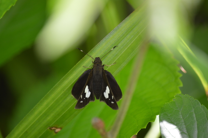 クロセセリ 5月1日 高知市_d0254540_18025420.jpg
