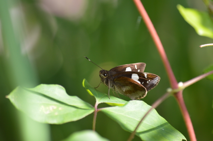 クロセセリ 5月1日 高知市_d0254540_18034753.jpg