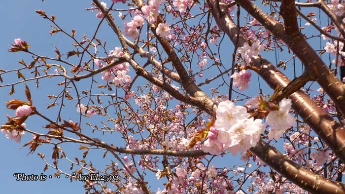 桜、咲く季節がやって来た！_c0093847_20423480.jpg