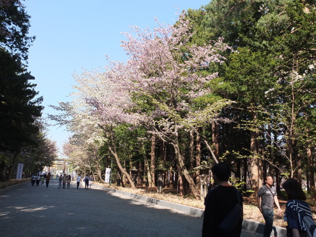 北海道神宮の桜 Mangoのページ