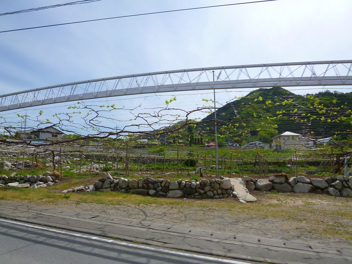 勝沼の葡萄_c0294553_18535287.jpg