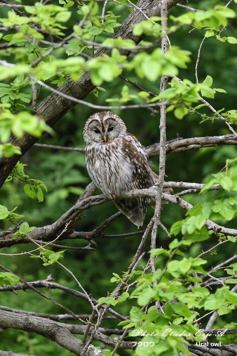 フクロウと森