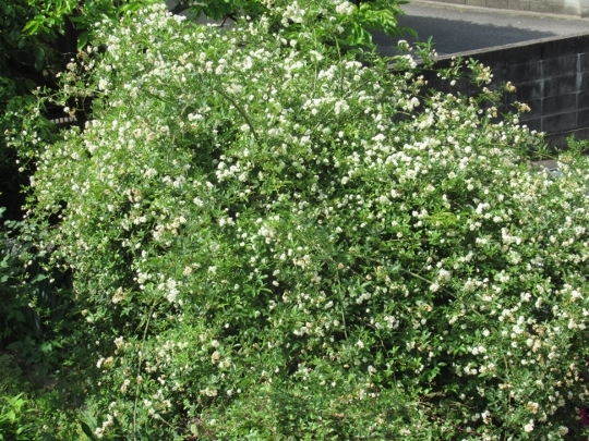 c0328559_15251377.jpg