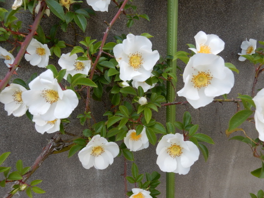 ’19,5,5(日)ミレーニア祭とトマト苗とピーマン苗植え!_f0060461_09125554.jpg