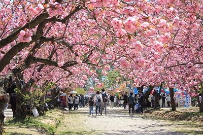 弘前さくらまつり＊遅咲きの桜_2019.05.05_d0131668_17465063.jpg