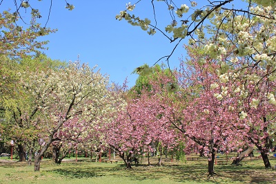 弘前さくらまつり＊遅咲きの桜_2019.05.05_d0131668_17504132.jpg