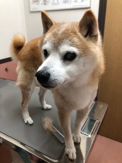 良太郎くんのお泊り(2019・5・5)_e0367571_19204178.jpg