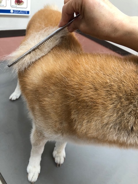 良太郎くんのお泊り(2019・5・5)_e0367571_19205844.jpg