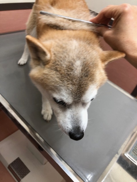 良太郎くんのお泊り(2019・5・5)_e0367571_19214100.jpg