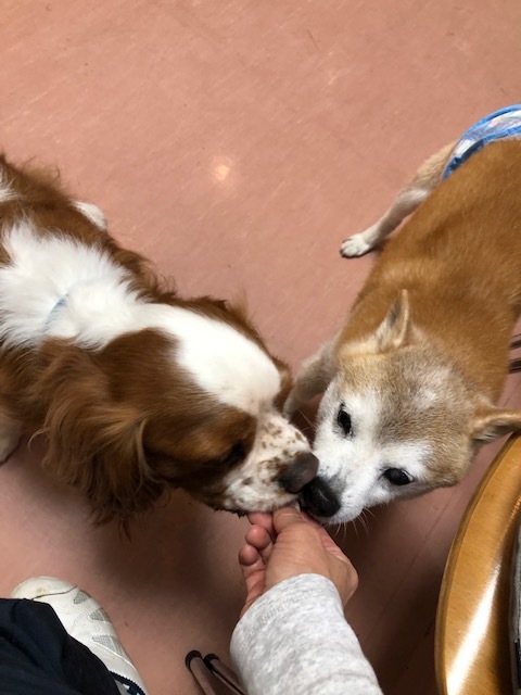 良太郎くんのお泊り(2019・5・5)_e0367571_19223016.jpg