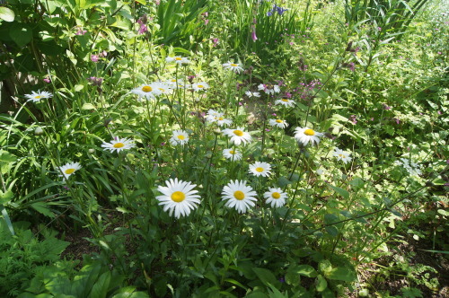 e0181373_21414007.jpg