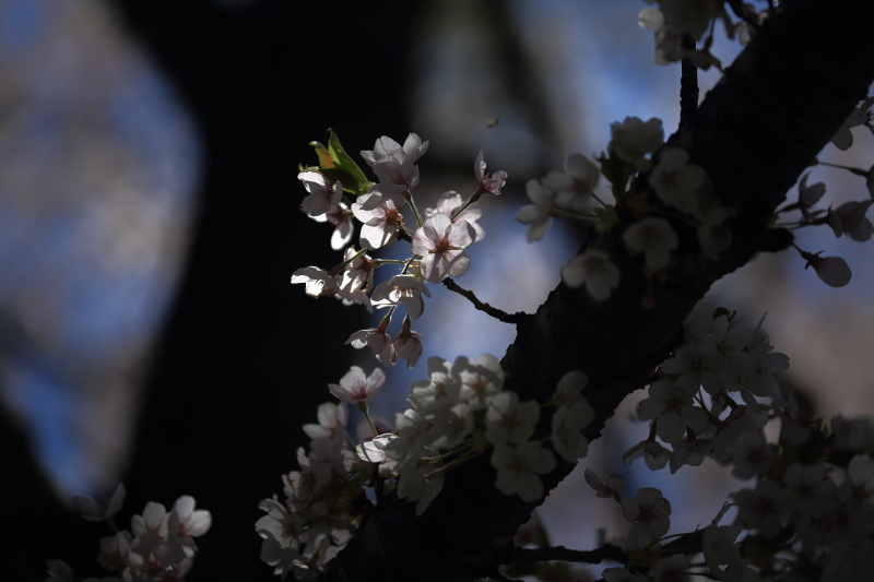 遠野桜終焉_f0075075_16523645.jpg