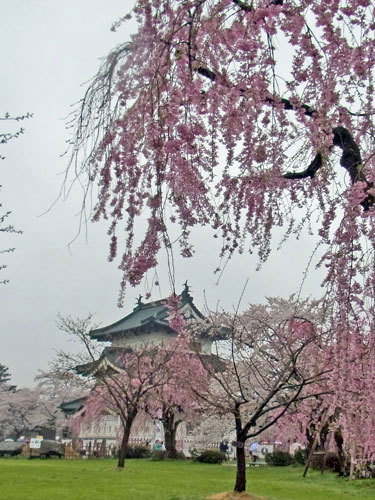 北東北桜旅　弘前城・角館_f0083977_07025266.jpg