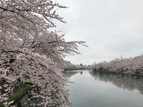 北東北桜旅　弘前城・角館_f0083977_07040682.jpg