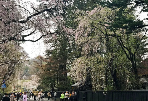 北東北桜旅　弘前城・角館_f0083977_07104657.jpg