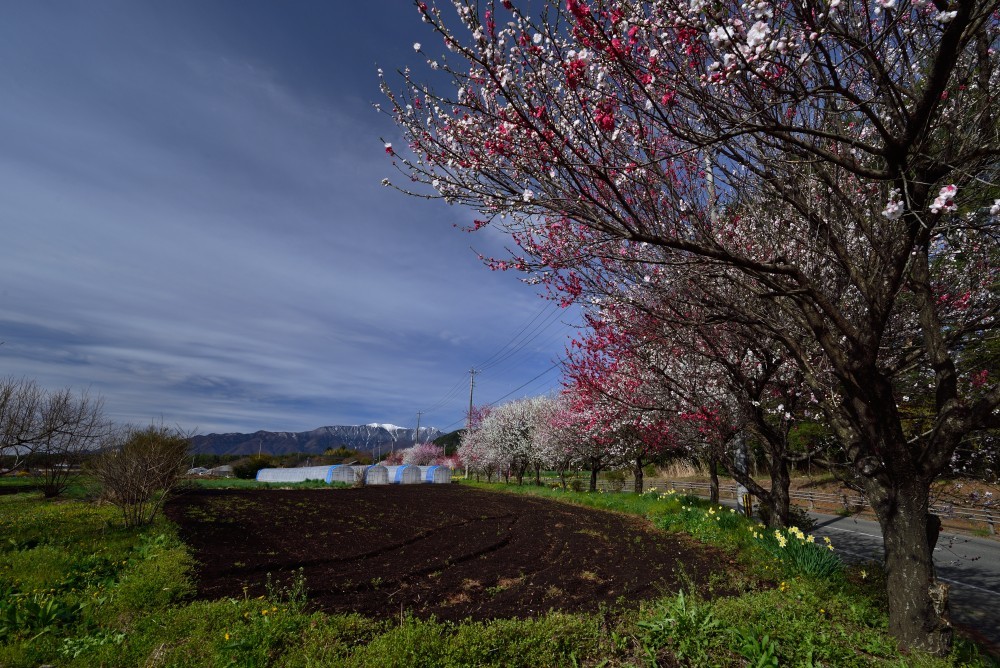 花桃街道_d0341880_16493107.jpg