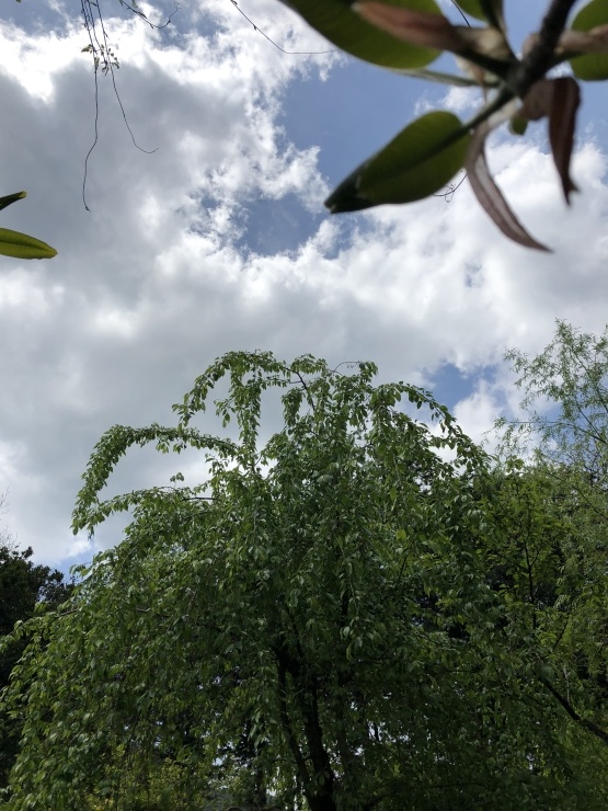 2019年5月5日 呼び出しなく_b0098584_19470255.jpeg