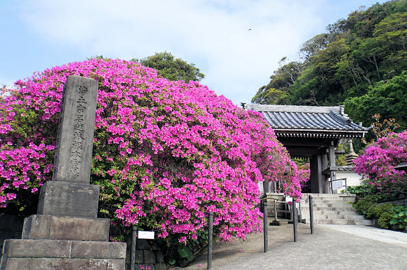 生垣の オオムラサキ が見頃に 鎌倉 安養院から長谷寺 鎌倉 逗子 横浜 ぶらり散歩 わびすけ 生垣の オオムラサキ が見頃に 鎌倉 安養院から長谷寺 鎌倉 逗子 横浜 ぶらり散歩 わびすけ